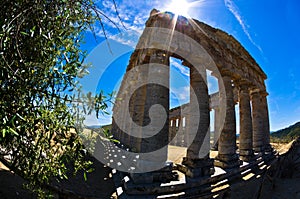 Old greek temple and olive tree at Segesta, Sicily