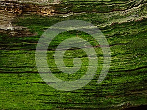 Old green bark photo