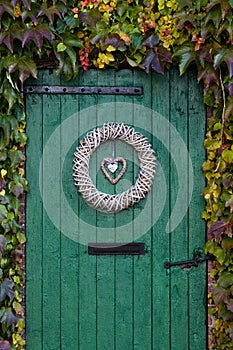 Old green barndoor surrounded by ivy