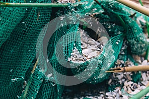 An old green fishing net is torn apart, covered in shells. The blurred edges of the photograph create concept of the passage of