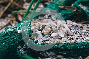 An old green fishing net is torn apart, covered in shells. The blurred edges of the photograph create concept of the passage of