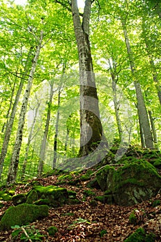 Old green mossy forest and tall trees