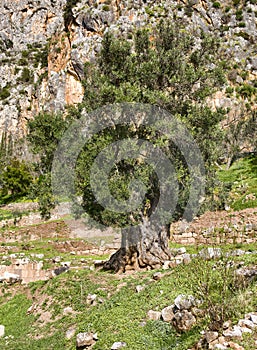 Old green olive tree on the rocks in Greece