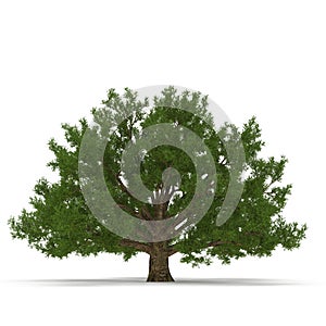 Old Green summer oak tree isolated on white. 3D illustration