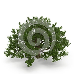 Old Green summer oak tree isolated on white. 3D illustration