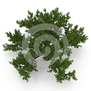 Old Green summer oak tree isolated on white. 3D illustration