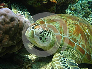 Old green turtle