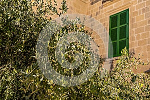 Old green window with olive tree in front in ancient town mdina, malta