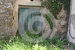 An old green, wooden door that is falling apart and covered in plants