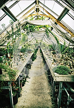 Old greenhouse with various cacti, gardening theme