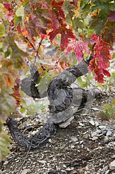 Old grenache grapevine in Priorat Region, Tarragona, Catalonia, Spain.jpg