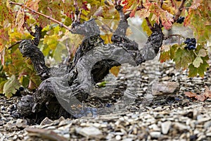 Old grenache grapevine in Priorat Region, Tarragona, Catalonia, Spain.jpg