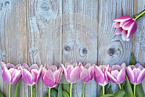 Old grey blue wooden background with pink white tulips border in a row and empty copy space with wooden spring summer butterflies