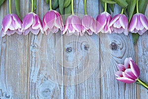 Old grey blue wooden background with pink white tulips border in a row and empty copy space with wooden spring summer butterflies