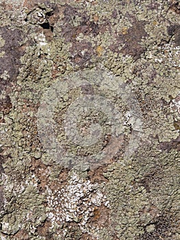 Old grey and brown rough stone wall with lichen, closeup texture background, selective focus, shallow DOF