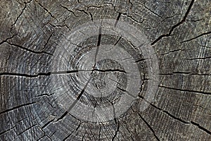 Old grey brown wood cut texture. Grunge dark background closeup. Detailed texture of a cracked section of a tree