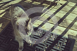 Old grey cat bathing in sun on porch