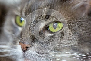 Old grey cat with green eyes in macro