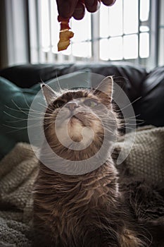 Old grey cat with wild whiskers