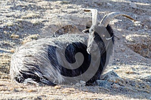 Old grey-haired Tibetan goat is sitting on a mountain slope