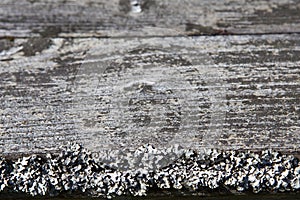 Old grey pine board with moss and lichen