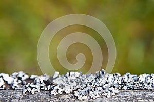 Old grey pine board with moss and lichen