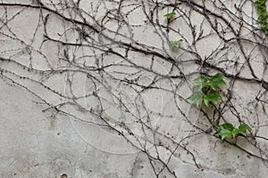 Old grey stucco wall covered with dry and green ivy