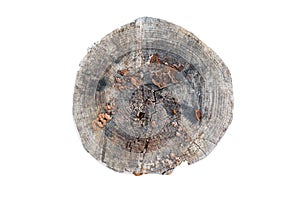 Old grey wooden stump isolated on the white background. Round cut down tree with annual rings as a wood texture.