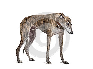 Old greying brown greyhound photo