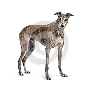 Old greying brown greyhound