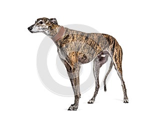 Old greying brown greyhound photo