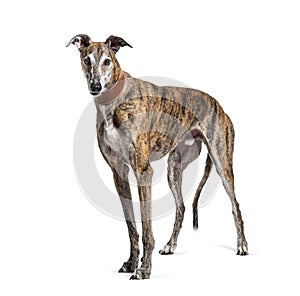 Old greying brown greyhound photo