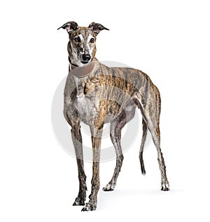 Old greying brown greyhound photo