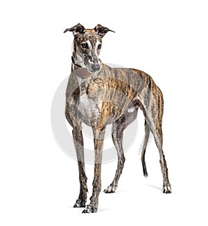 Old greying brown greyhound photo