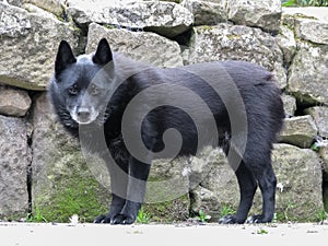 Old greying Schipperke dog standing by drystone wall.