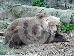 Old grizzly bear