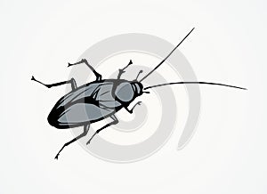 Cockroach. Vector drawing