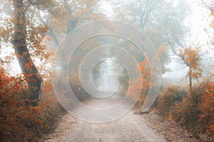 Old ground road through autumn foggy forest.