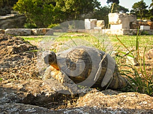 Old ground turtle in the sunset, against the backdrop of ancient ruins in Athens Greece
