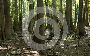 old growth bottomland hardwood forest in Congaree National park in South Carolina