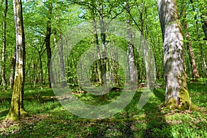 Old growth broadleaf, deciduous, temperate wetland Krakov forest