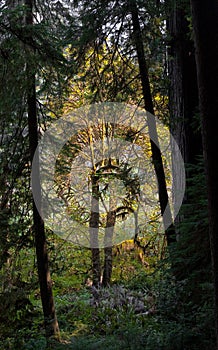 Old Growth Coast Redwood and Big Leaf Maple Trees