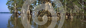 Old-growth cypresses at Lake Fausse Pointe State photo