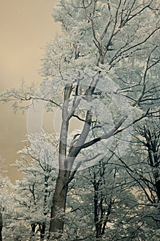 Beech forest in the Jizerske hory Mts. photo