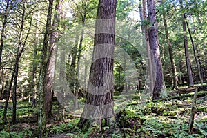 Old Growth Forest