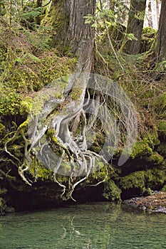 Old growth forest with exposed tree roots above turquoise water.