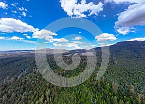 Old Growth Forest Logging in Styx Valley Tasmania Australia