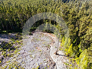 Old Growth Forest Logging in Styx Valley Tasmania Australia