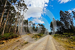 Old Growth Forest Logging in Styx Valley Tasmania Australia