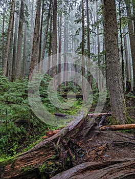 Old Growth Forest in Mt. Rainier Area with Tall Trees in the Mist